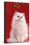 Persian Chinchilla Cat Long-Haired, under Mistletoe-null-Stretched Canvas