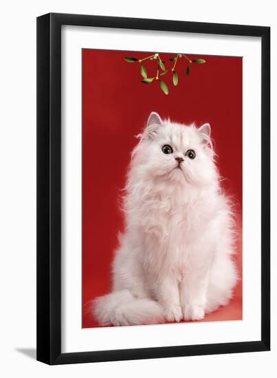 Persian Chinchilla Cat Long-Haired, under Mistletoe-null-Framed Photographic Print