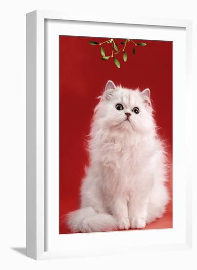 Persian Chinchilla Cat Long-Haired, under Mistletoe-null-Framed Photographic Print