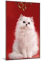 Persian Chinchilla Cat Long-Haired, under Mistletoe-null-Mounted Photographic Print