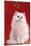 Persian Chinchilla Cat Long-Haired, under Mistletoe-null-Mounted Photographic Print