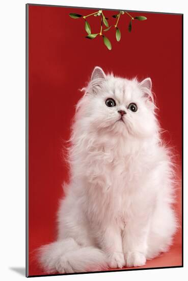 Persian Chinchilla Cat Long-Haired, under Mistletoe-null-Mounted Photographic Print