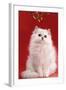 Persian Chinchilla Cat Long-Haired, under Mistletoe-null-Framed Photographic Print