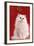 Persian Chinchilla Cat Long-Haired, under Mistletoe-null-Framed Photographic Print