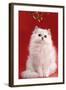 Persian Chinchilla Cat Long-Haired, under Mistletoe-null-Framed Photographic Print