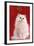 Persian Chinchilla Cat Long-Haired, under Mistletoe-null-Framed Photographic Print