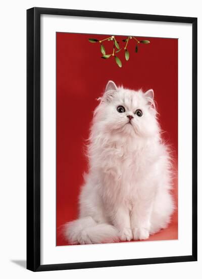 Persian Chinchilla Cat Long-Haired, under Mistletoe-null-Framed Photographic Print