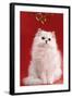Persian Chinchilla Cat Long-Haired, under Mistletoe-null-Framed Photographic Print