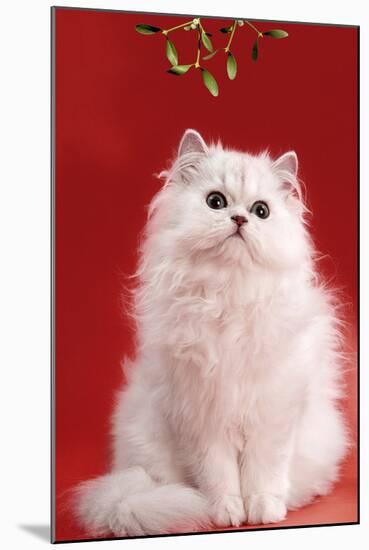 Persian Chinchilla Cat Long-Haired, under Mistletoe-null-Mounted Photographic Print