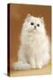 Persian Chinchilla Cat Long-Haired-null-Stretched Canvas