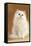 Persian Chinchilla Cat Long-Haired-null-Framed Stretched Canvas