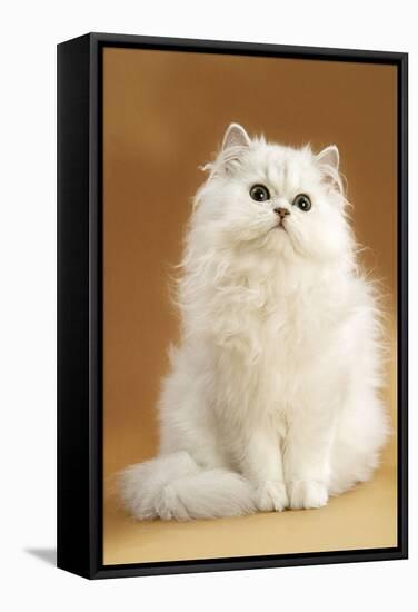 Persian Chinchilla Cat Long-Haired-null-Framed Stretched Canvas