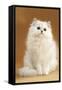 Persian Chinchilla Cat Long-Haired-null-Framed Stretched Canvas