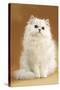 Persian Chinchilla Cat Long-Haired-null-Stretched Canvas