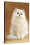 Persian Chinchilla Cat Long-Haired-null-Stretched Canvas