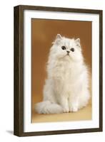 Persian Chinchilla Cat Long-Haired-null-Framed Photographic Print