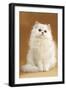Persian Chinchilla Cat Long-Haired-null-Framed Photographic Print