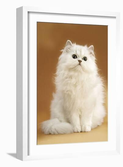 Persian Chinchilla Cat Long-Haired-null-Framed Photographic Print