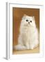 Persian Chinchilla Cat Long-Haired-null-Framed Photographic Print