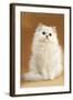 Persian Chinchilla Cat Long-Haired-null-Framed Photographic Print