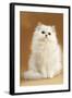 Persian Chinchilla Cat Long-Haired-null-Framed Photographic Print