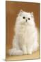 Persian Chinchilla Cat Long-Haired-null-Mounted Photographic Print