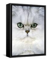 Persian Chinchilla Cat-null-Framed Stretched Canvas