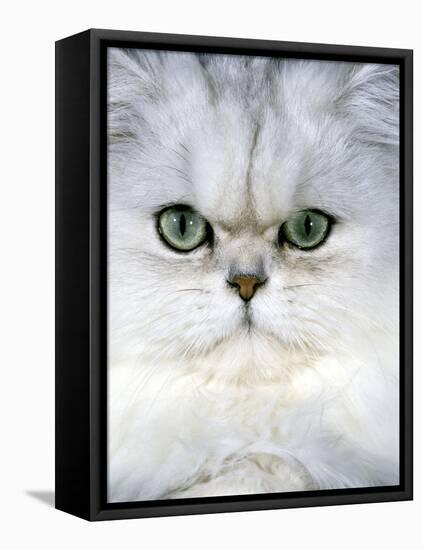 Persian Chinchilla Cat-null-Framed Stretched Canvas