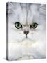 Persian Chinchilla Cat-null-Stretched Canvas