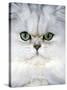 Persian Chinchilla Cat-null-Stretched Canvas