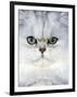 Persian Chinchilla Cat-null-Framed Photographic Print