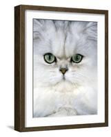 Persian Chinchilla Cat-null-Framed Photographic Print