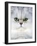 Persian Chinchilla Cat-null-Framed Photographic Print