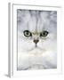 Persian Chinchilla Cat-null-Framed Photographic Print