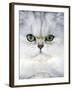 Persian Chinchilla Cat-null-Framed Photographic Print