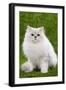 Persian Chinchilla Kitten Black and Silver-null-Framed Photographic Print