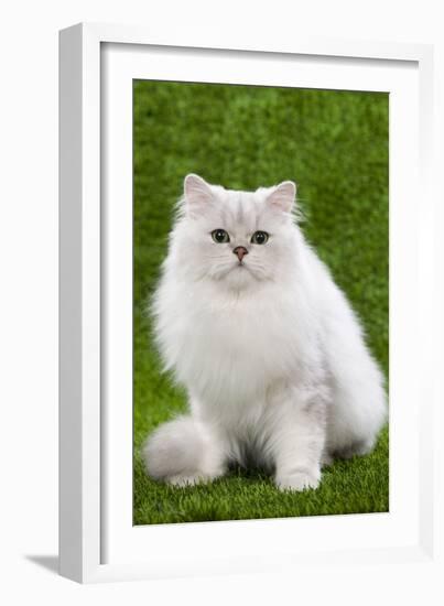 Persian Chinchilla Kitten Black and Silver-null-Framed Photographic Print