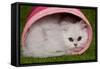 Persian Chinchilla Kitten Curled Up in Pink Basket-null-Framed Stretched Canvas