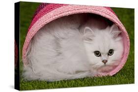 Persian Chinchilla Kitten Curled Up in Pink Basket-null-Stretched Canvas