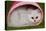 Persian Chinchilla Kitten Curled Up in Pink Basket-null-Stretched Canvas