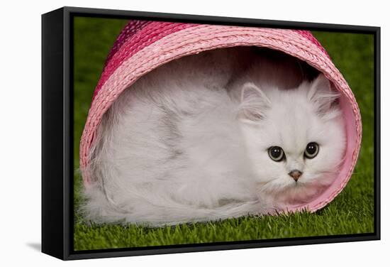 Persian Chinchilla Kitten Curled Up in Pink Basket-null-Framed Stretched Canvas