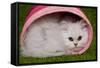 Persian Chinchilla Kitten Curled Up in Pink Basket-null-Framed Stretched Canvas