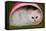 Persian Chinchilla Kitten Curled Up in Pink Basket-null-Framed Stretched Canvas