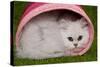 Persian Chinchilla Kitten Curled Up in Pink Basket-null-Stretched Canvas