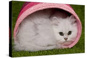 Persian Chinchilla Kitten Curled Up in Pink Basket-null-Stretched Canvas