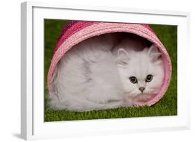 Persian Chinchilla Kitten Curled Up in Pink Basket-null-Framed Photographic Print