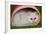 Persian Chinchilla Kitten Curled Up in Pink Basket-null-Framed Photographic Print