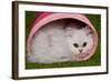 Persian Chinchilla Kitten Curled Up in Pink Basket-null-Framed Photographic Print