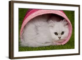 Persian Chinchilla Kitten Curled Up in Pink Basket-null-Framed Photographic Print