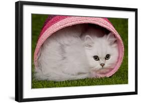 Persian Chinchilla Kitten Curled Up in Pink Basket-null-Framed Photographic Print